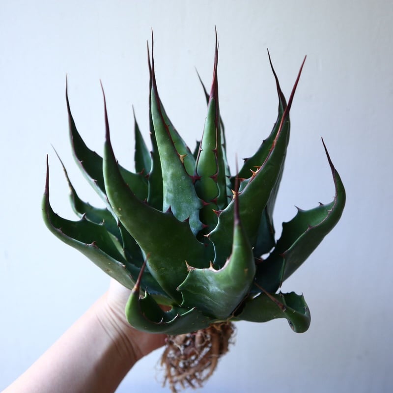 アガベ モンタナ アガベ ハイブリッド モンタナ アメリカ産 Agave montana made