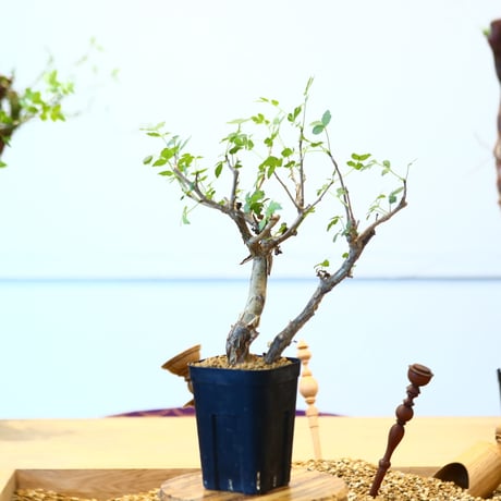 ブルセラ ファガロイデス / Bursera fagaroides   no.62518