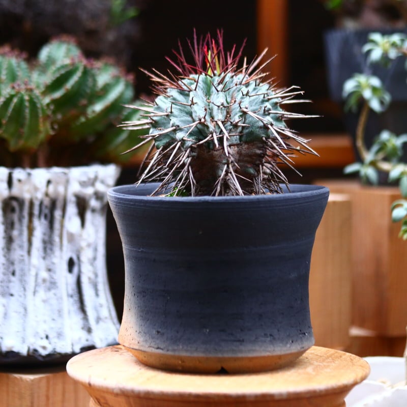ユーフォルビア ホリダ (赤棘タイプ)／Euphorbia horrida no.