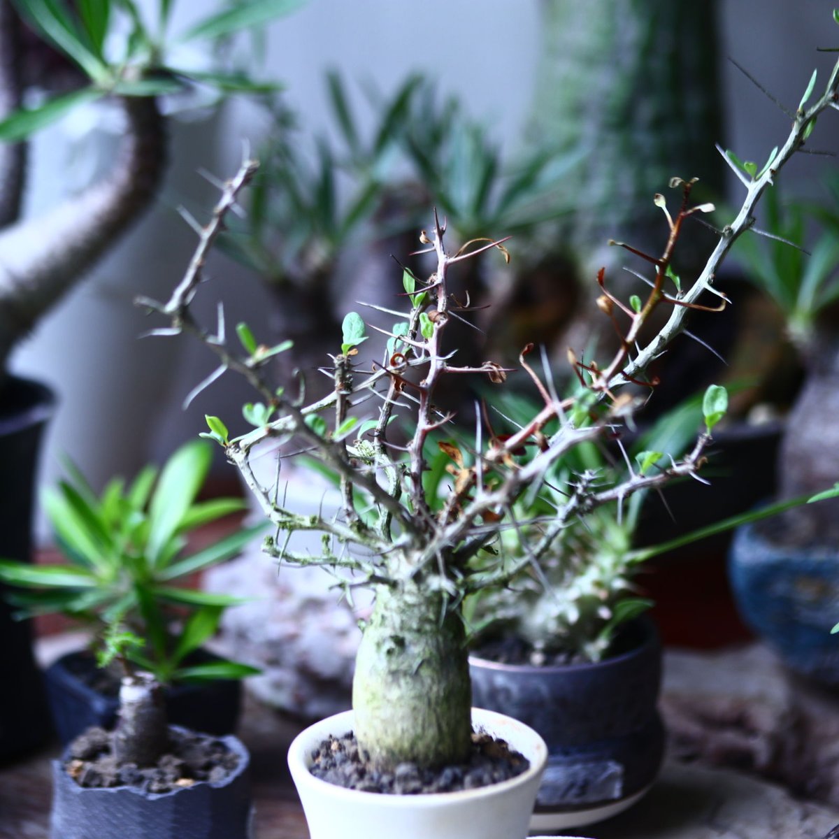 フォークイエリア コルムナリス 観峰玉 Fouquieria columnari no