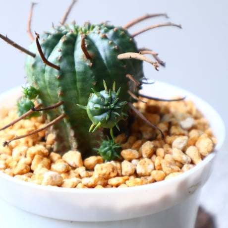 ユーフォルビア  バリダ    Euphorbia valida   no.102825