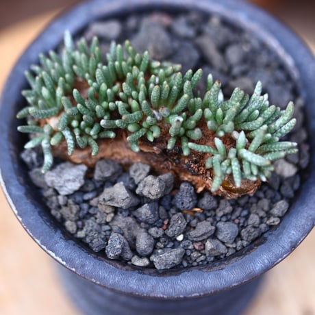 アボニア   クイナリア   アルストニー  赤花／Avonia quinaria ssp. alstonii    no.11645