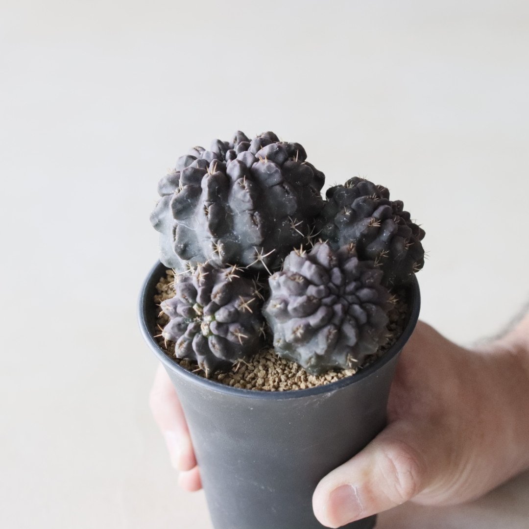 オクルタ　エリオシケ　群生希少大苗国内繁殖　鉢ごと発送（コピアポア塊根植物） fit=scale-down,w=1200