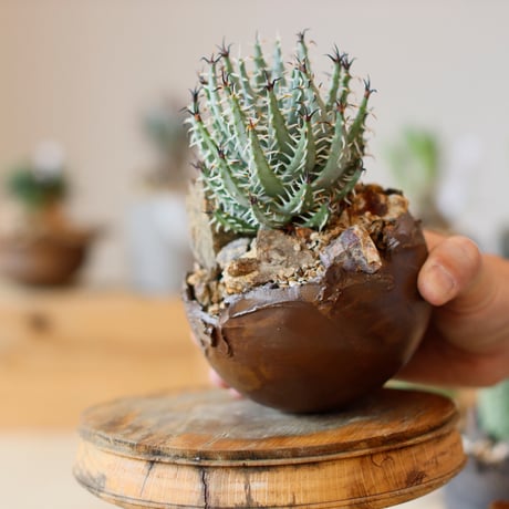 Aloe melanacantha ssp. var. erinacea  × takero pot (3.5号)  no.111/19