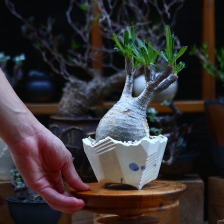 パキポディウム  グラキリス／Pachypodium  gracilius       no.92634