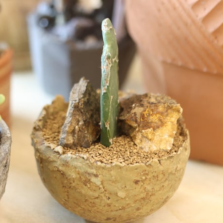 Opuntia zebrina f. reticulata (亀甲団扇) × たけろうポット   no.112-26