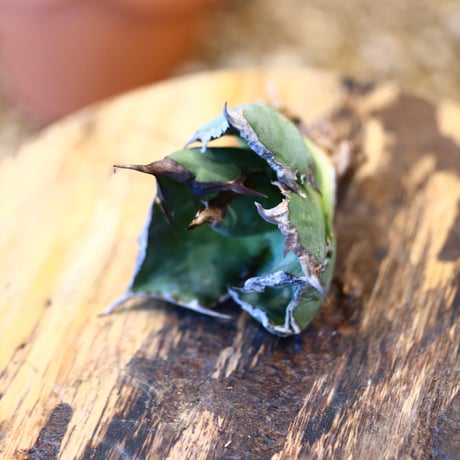 Agave titanota"FO-076" 　no.32491