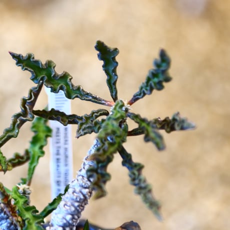 Euphorbia decaryi × soso  no.11418