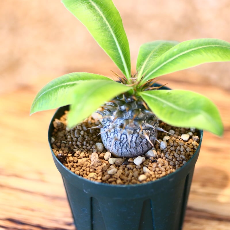 パキポディウム マカイエンセ(実生) / Pachypodium Makayense no