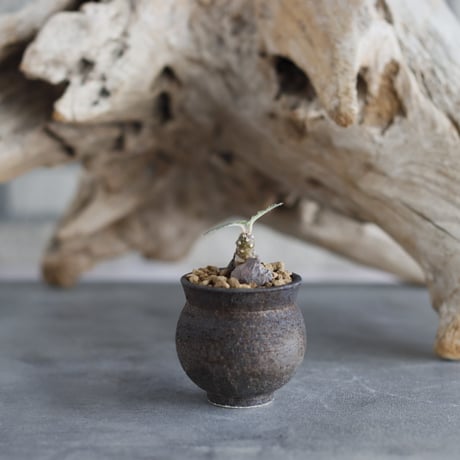 Dorstenia foetida × takero pot (2号)  no.629-25