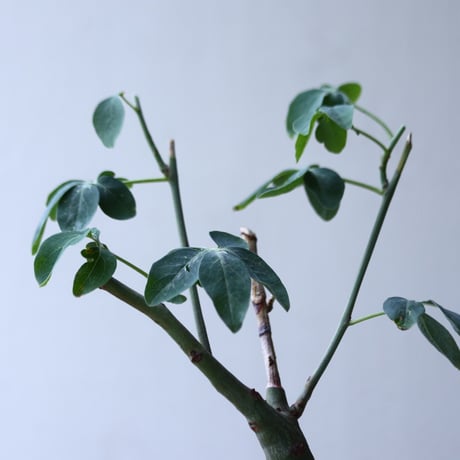 アデニア   グラウカ    Adenia glauca   no.002