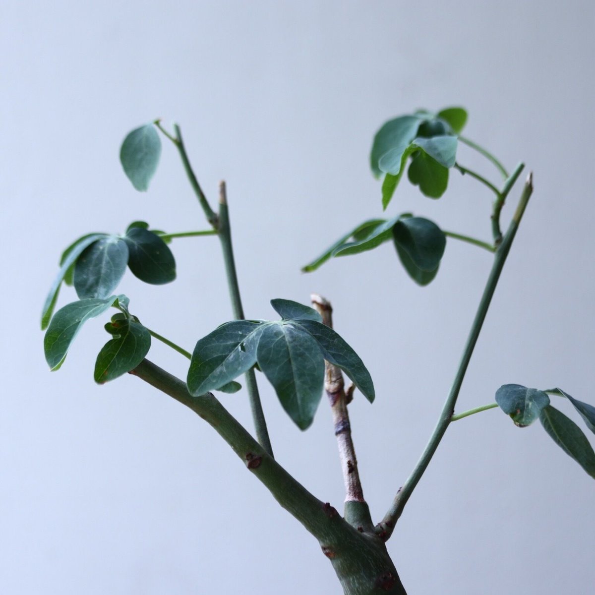 アデニア グラウカ Adenia glauca no.002 | 芽の巣山