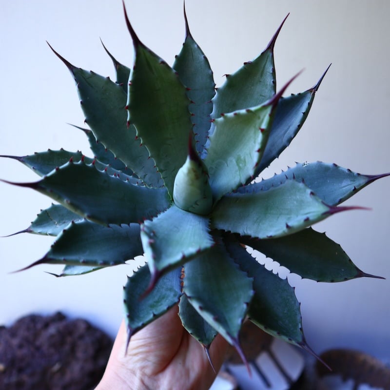 【アガベ】八荒雷神　良株 アガベ』【八荒雷神】 : 【BOTANICAL MAJESTY】