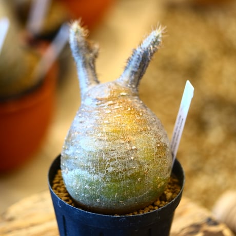 'ハルコイ´セット (N/OH × Pachypodium gracilius)  no.30301