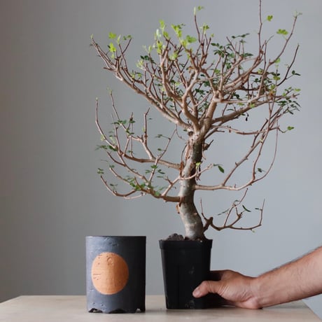 N/OH 植え替えセット / Bursera fagaroides  / 4号  no.810-72