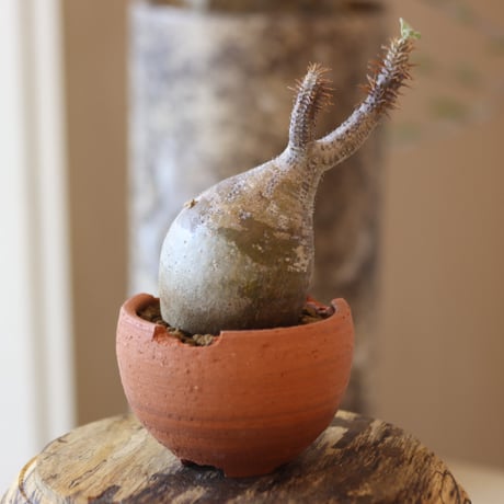 Pachypodium gracilius × N/OH  no.82546