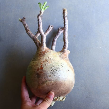 パキポディウム グラキリス 抜苗  Pachypodium rosulatum var. gracilius no.100636