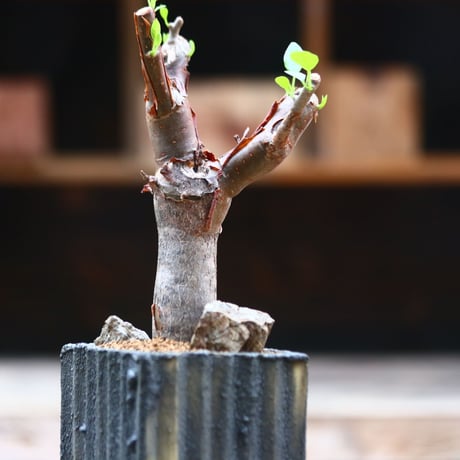 ブルセラ ファガロイデス / Bursera fagaroides / 発根済み　no.40204