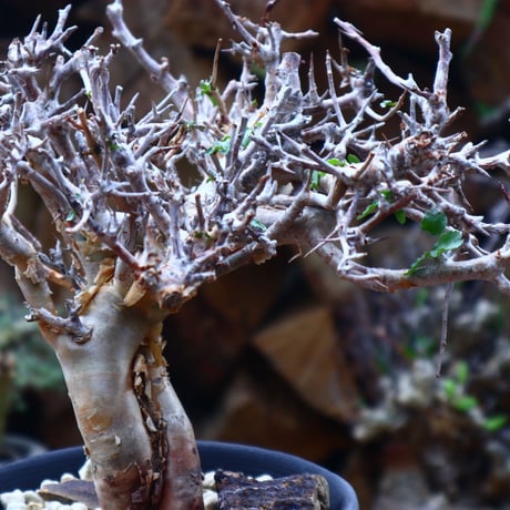 コミフォラ   ワイティ   commiphora wightii   no.41808