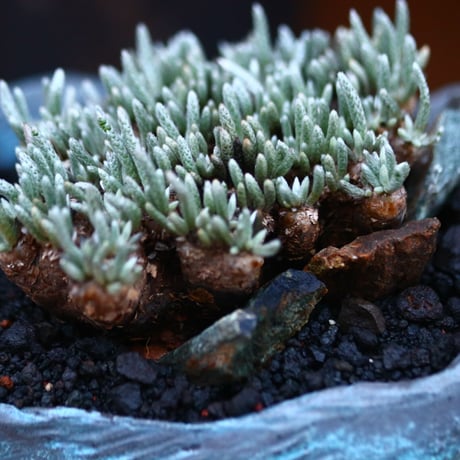 アボニア   クイナリア   アルストニー  赤花／Avonia quinaria ssp. alstonii    no.120518