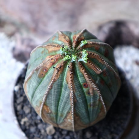 ユーフォルビア  オベサ ♀　Euphorbia obesa　no.90117