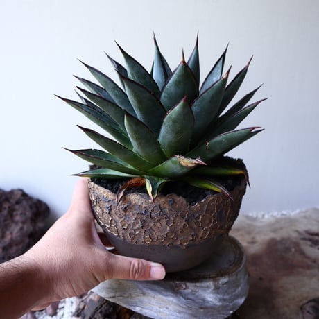 アガベ ブルーグロウ   Agave 'Blue Glow'    no.60244