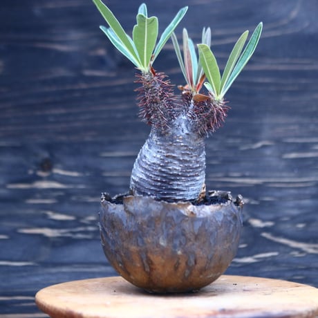 パキポディウム  グラキリス   Pachypodium  gracilius       no.30705