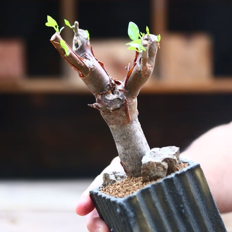 ブルセラ ファガロイデス / Bursera fagaroides / 発根済み　no.40204