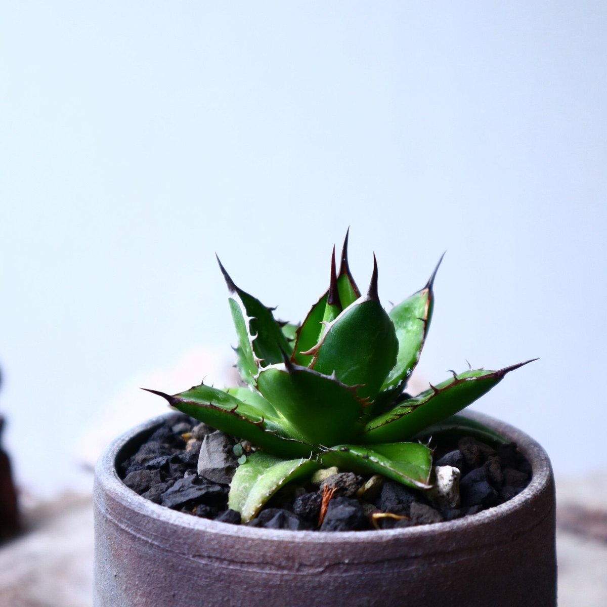 アガベ ホリダ Agave horrida no.102723 | 芽の巣山