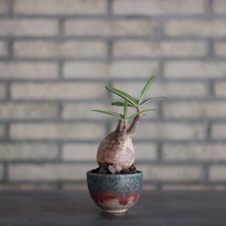 Pachypodium gracilius × 山山 特別共作鉢  (3号)  no.928/17