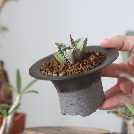 Agave titanota"FO-076"× N/OH 　no.51215