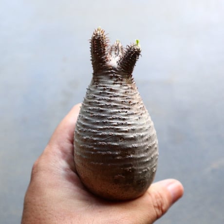 パキポディウム グラキリス 抜苗  Pachypodium rosulatum var. gracilius no.92929