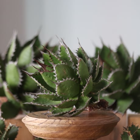 U.S. horrida (Agave horrida) / Style of Chika　no.1130-7