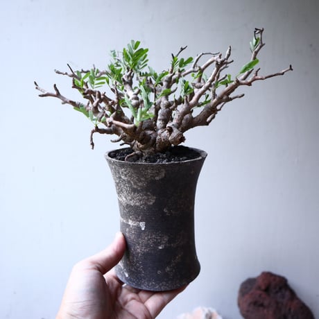 センナ メリディオナリス   Senna meridionalis  no.91516