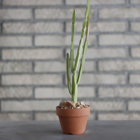 Euphorbia sipolisii (シポリシー) / T.W. × YAMABACHI (3号) no.329/39