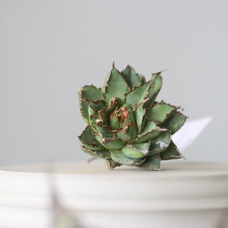 Agave titanota filigree Devil/ Style of Chika　no.42105