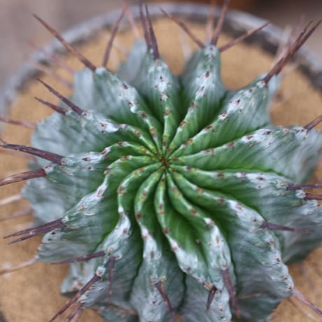 ユーフォルビア  ホリダ / Euphorbia  horrida     no.30524