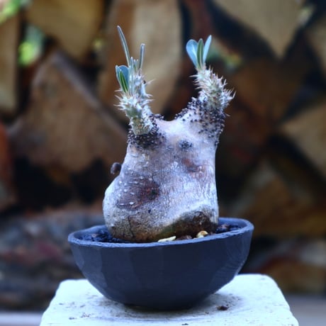 パキポディウム  グラキリス／Pachypodium  gracilius    no.50921