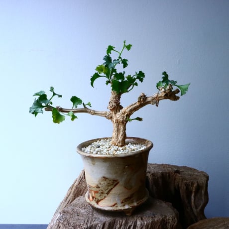 コラロカルプス    グロメルリフロルス  Corallocarpus glomeruliflorus   No.048