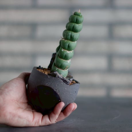 Eulychnia castanea f. 'spiralis' × N/OH (3号)  no.830-30