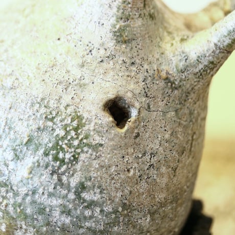 パキポディウム  グラキリス / Pachypodium  gracilius   no.52106