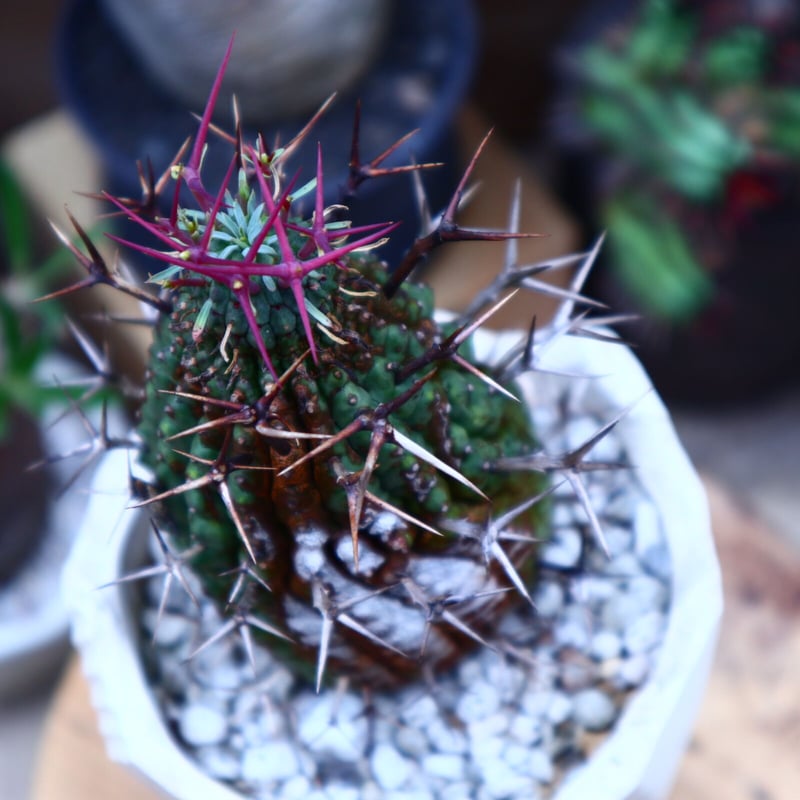 群生冠 ユーフォルビア ユーフォルビア群星冠の基本情報・育て方｜多肉植物・サボテン