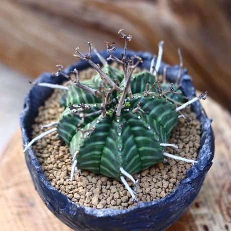 ユーフォルビア バリダ/ Euphorbia valida    no.22604