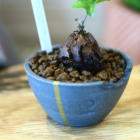 N/OH × Dioscorea elephantipe    no.111911
