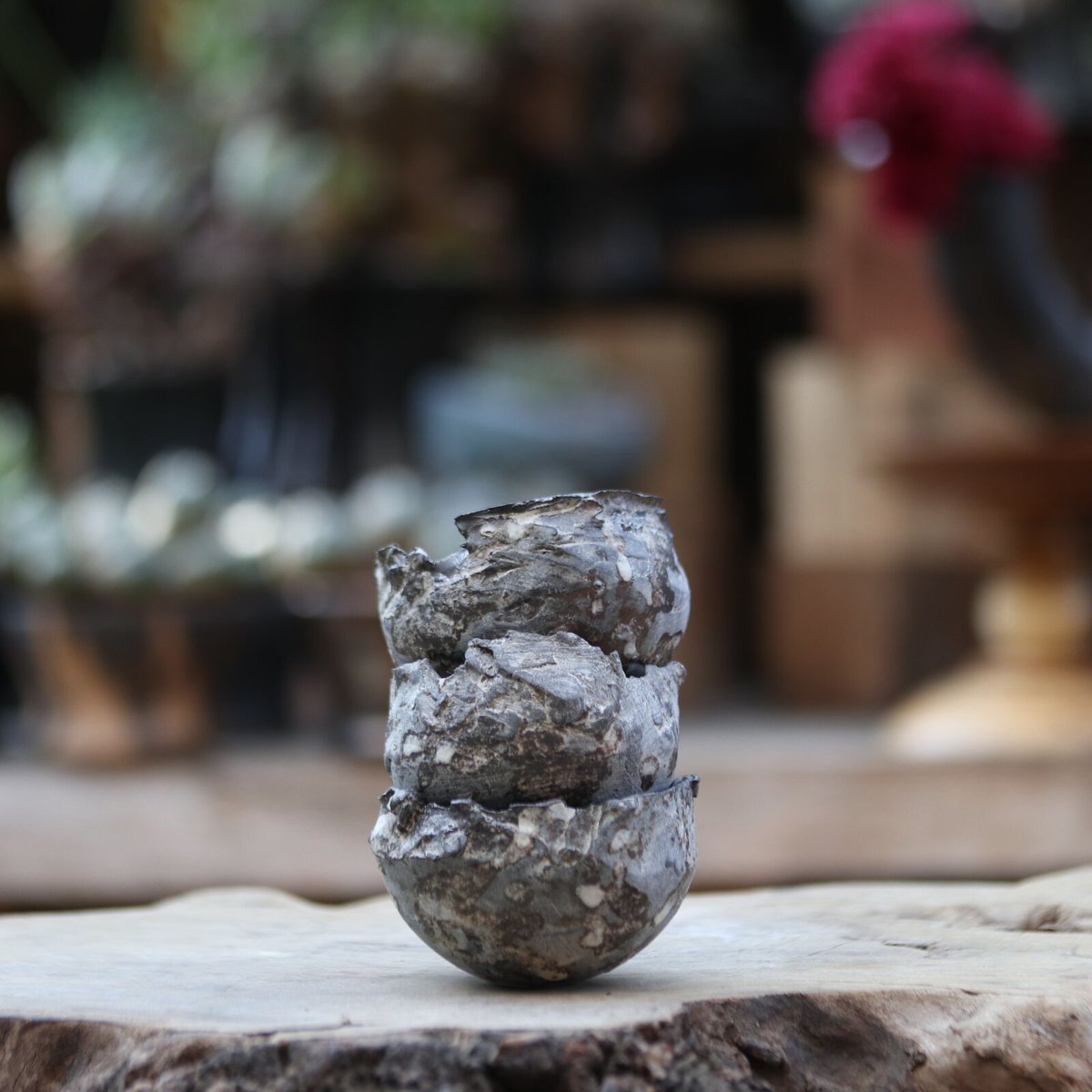 たけろうポット／シロサビ／チギリ／マメ no.1106-41 | 芽の巣山