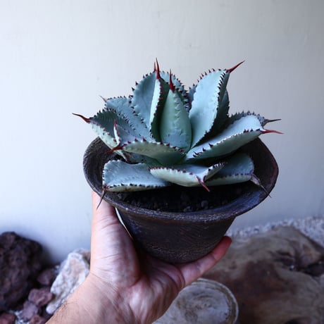 アガベ  ドラゴントゥース   Agave Dragon Toes   no.60241