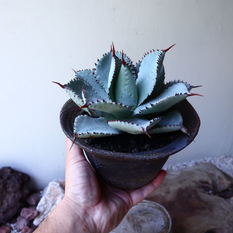 アガベ ドラゴントゥース Agave Dragon Toes no.60241 | アガベ ドラゴントゥース Agave Dragon Toes no.60241 |
