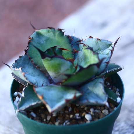 アガベ チタノタ  ブラック＆ブルー   Agave titanota black&bule    no.21422