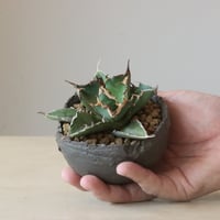Agave titanota flame × takero pot (3.5号鉢)　no.426-25