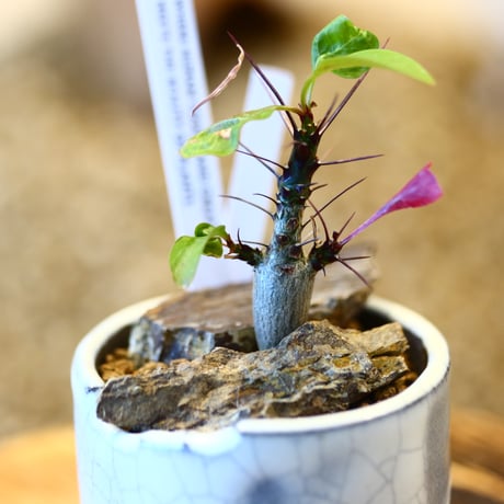 Fouquieria fasciculata × N/OH   no.11406